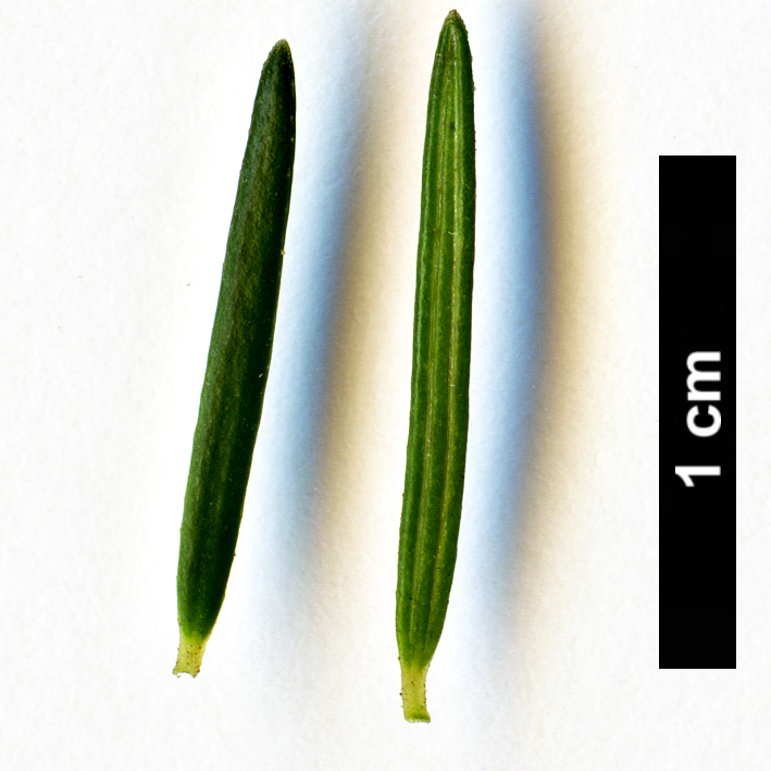 High resolution image: Family: Ericaceae - Genus: Erica - Taxon: scoparia - SpeciesSub: subsp. maderincola